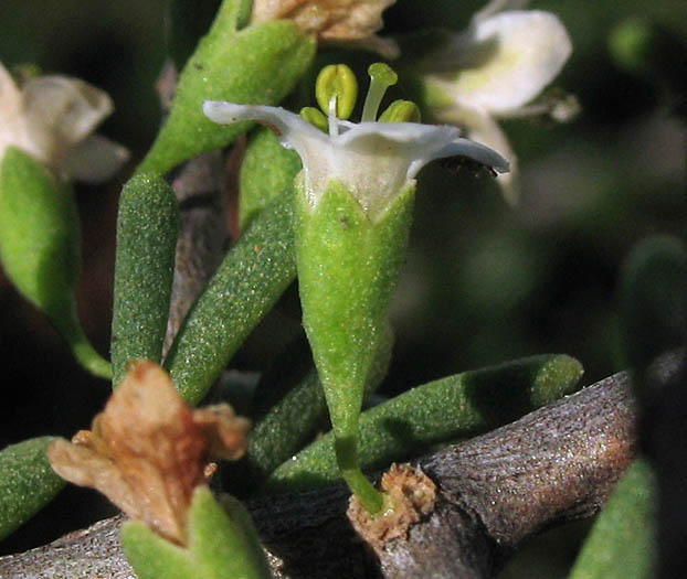 Detailed Picture 3 of California Desert Thorn