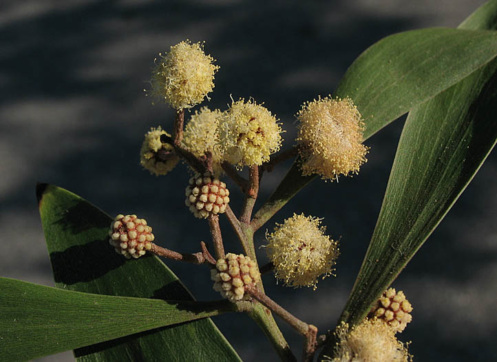 Detailed Picture 3 of Blackwood Acacia