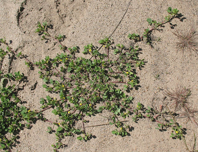 Detailed Picture 3 of Bur-clover