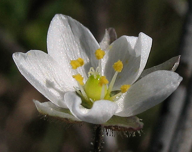 Detailed Picture 2 of Corn Spurry