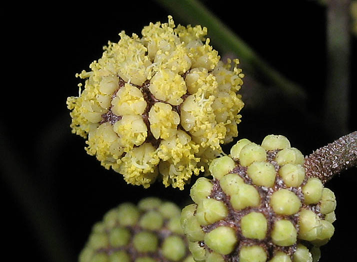 Detailed Picture 2 of Blackwood Acacia