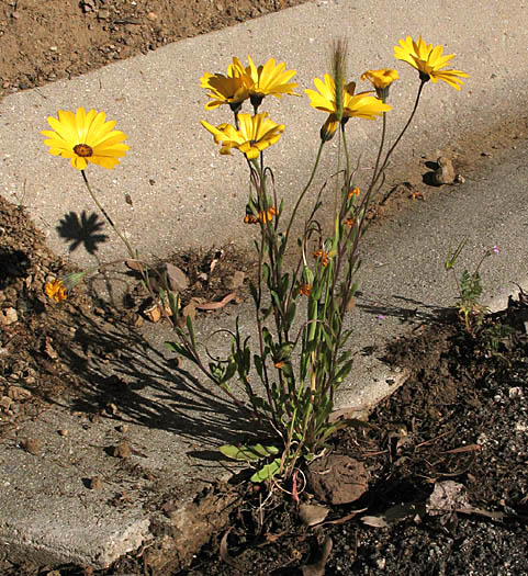 Detailed Picture 5 of Cape-Marigold