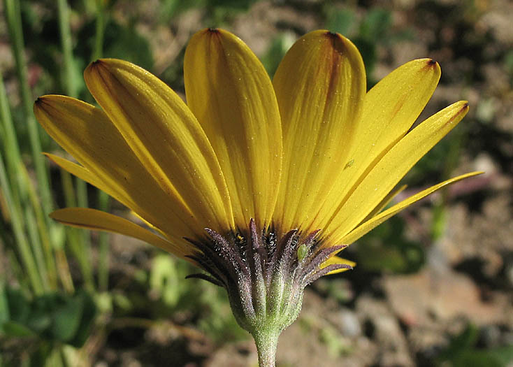 Detailed Picture 4 of Cape-Marigold