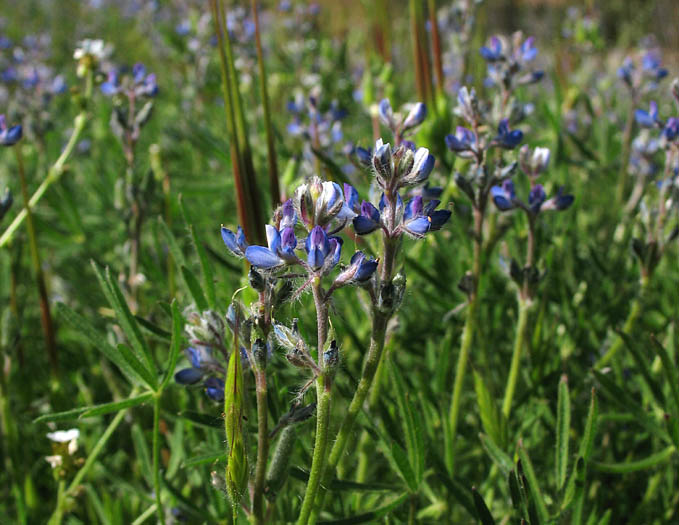 Detailed Picture 7 of Dove Lupine