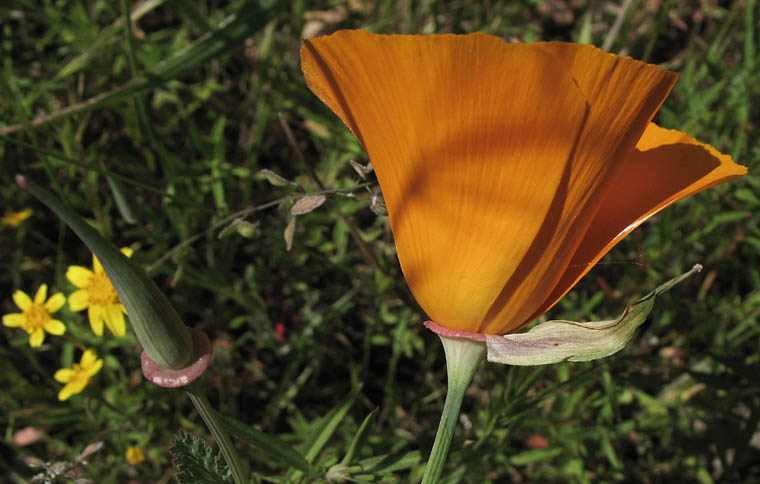 Detailed Picture 3 of California Poppy