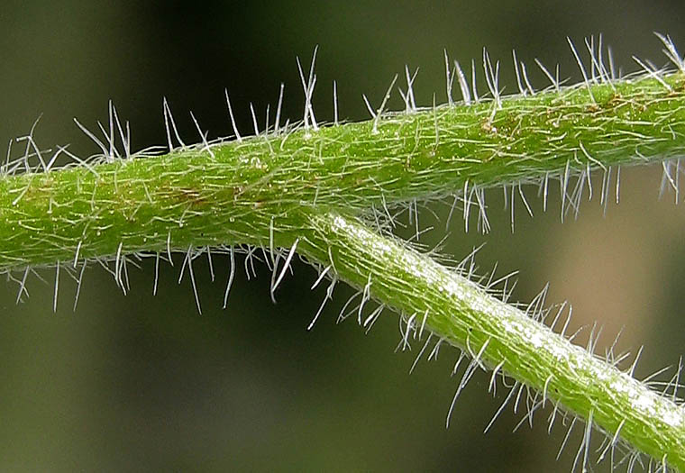 Detailed Picture 7 of Prickly Popcorn Flower