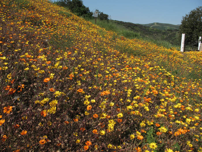 Detailed Picture 6 of Cape-Marigold