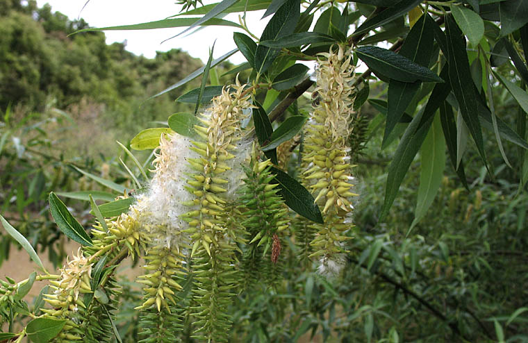 Detailed Picture 2 of Pacific Willow