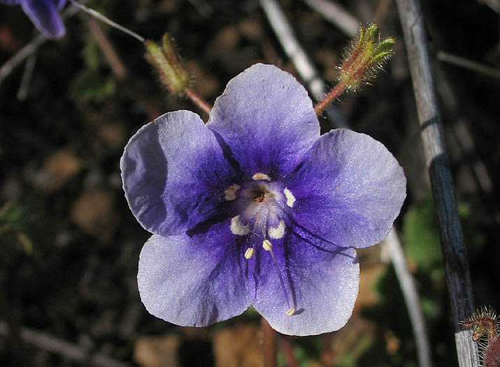 Detailed Picture 3 of Parry's Phacelia