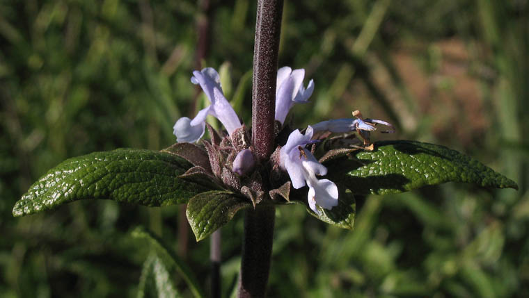 Detailed Picture 3 of Black Sage