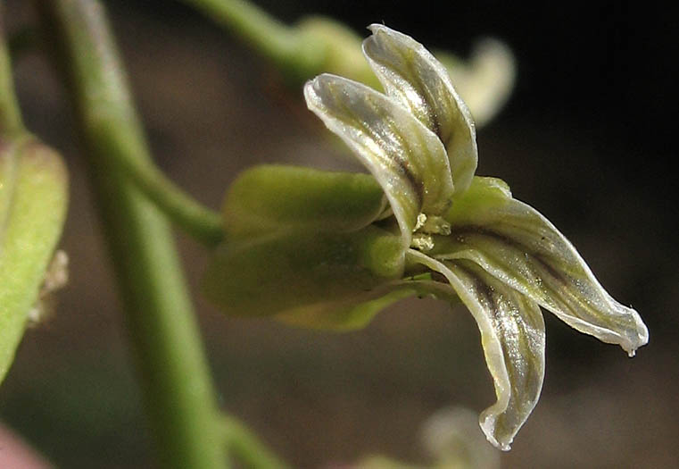 Detailed Picture 1 of Jewel Flower