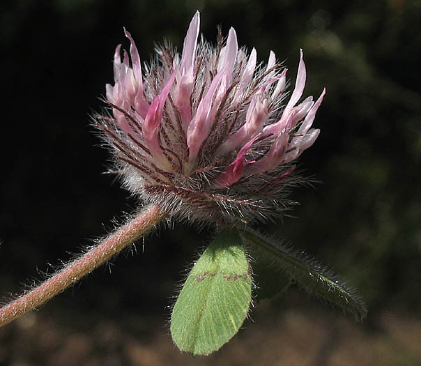 Detailed Picture 2 of Rose Clover