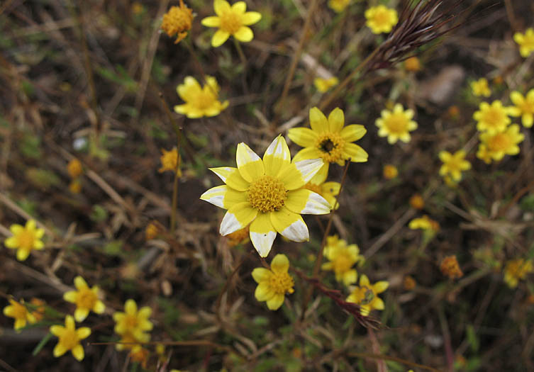 Detailed Picture 5 of Common Goldfields