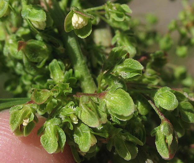 Detailed Picture 2 of Curly Dock