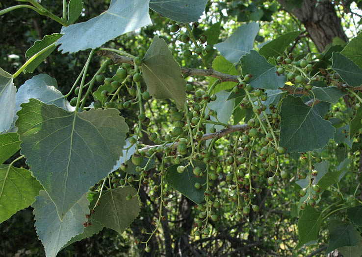 Detailed Picture 8 of Fremont Cottonwood