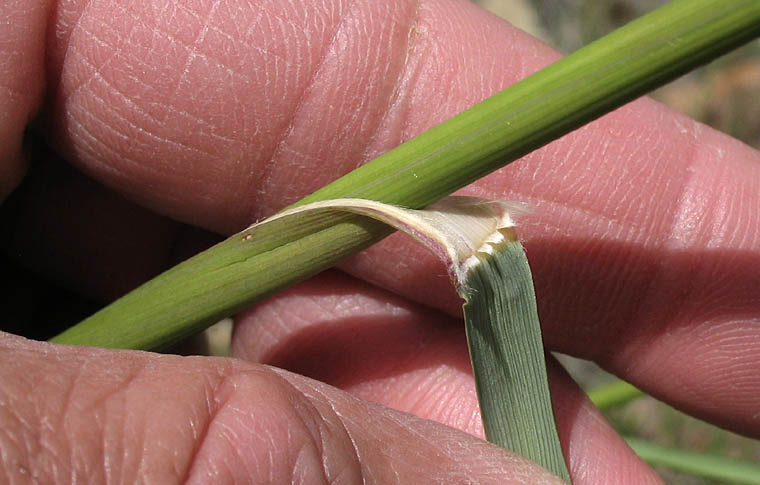 Detailed Picture 9 of Giant Stipa