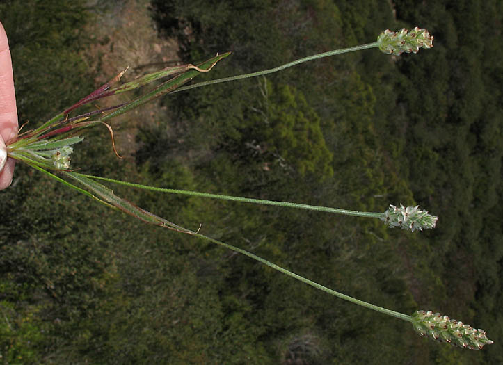 Detailed Picture 5 of California Plantain