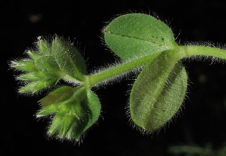 Detailed Picture 4 of Mouse-eared Chickweed