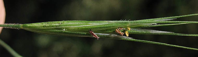 Detailed Picture 1 of Ripgut Grass