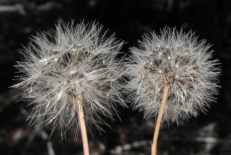 Detailed Picture 6 of Annual Cat's Ear