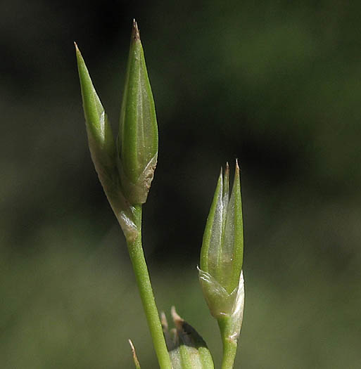 Detailed Picture 4 of Toad Rush