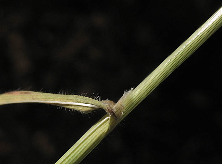 Detailed Picture 7 of Purple Falsebrome