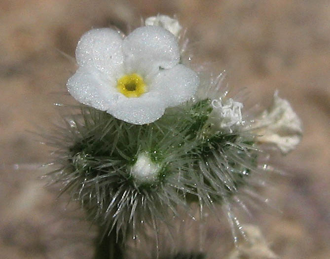 Detailed Picture 1 of California popcornflower