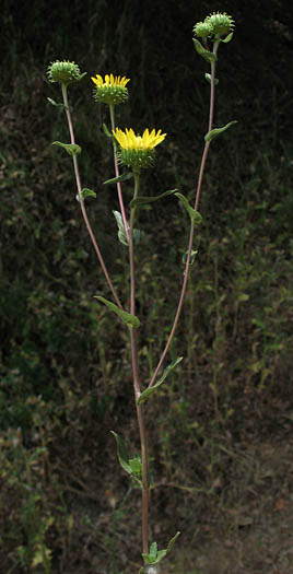 Detailed Picture 6 of Gum Plant