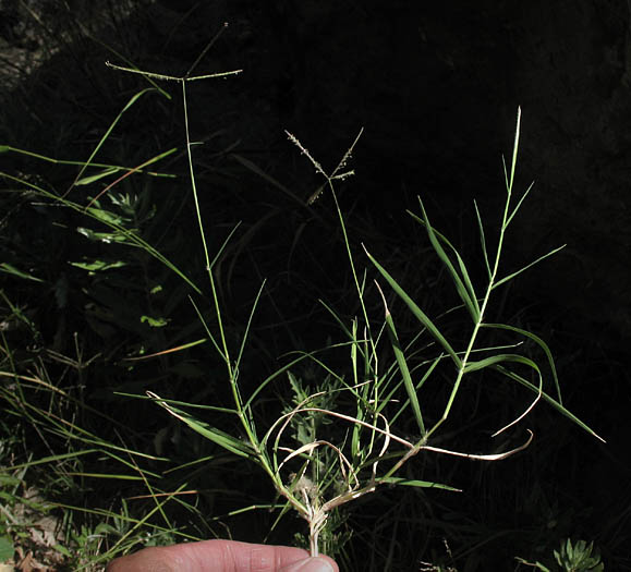 Detailed Picture 6 of Bermuda Grass