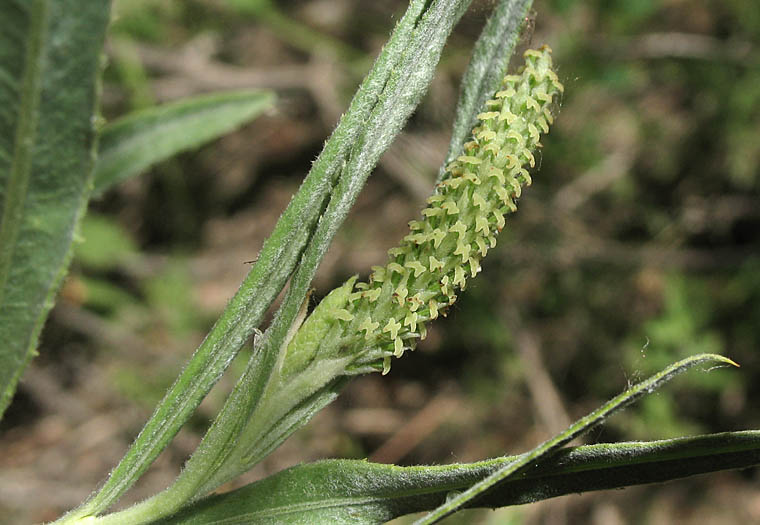 Detailed Picture 5 of Sandbar Willow