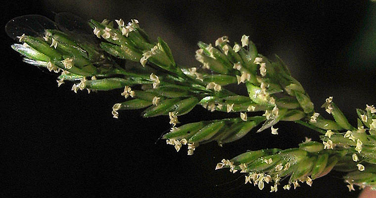 Detailed Picture 2 of Water Beardgrass