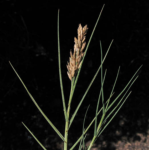 Detailed Picture 1 of Salt Grass