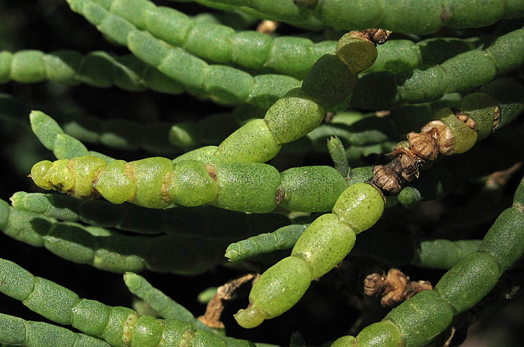 Detailed Picture 4 of Parish's glasswort