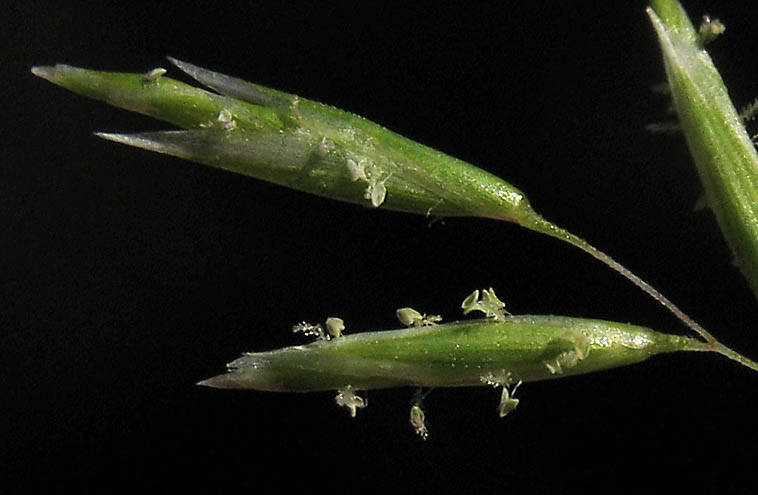 Detailed Picture 2 of Common Mediterranean Grass