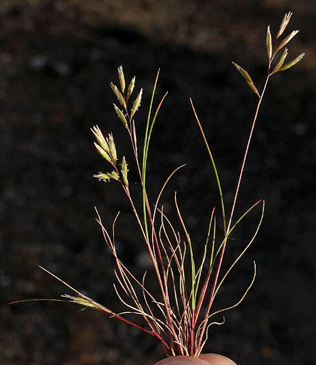 Detailed Picture 3 of Common Mediterranean Grass