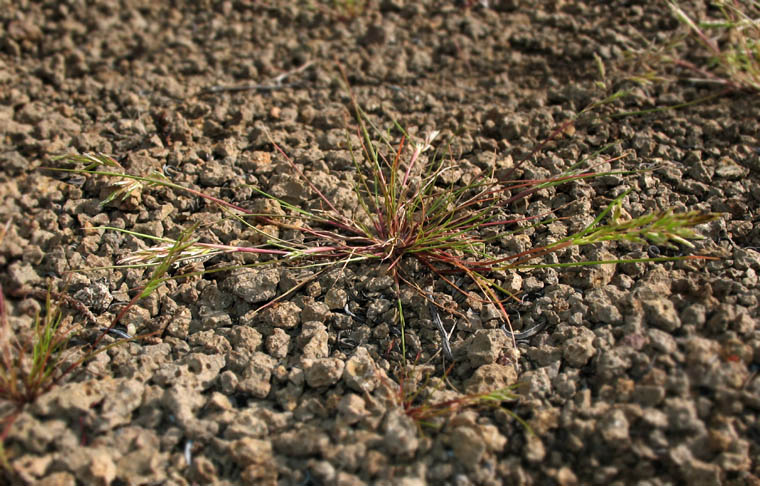 Detailed Picture 4 of Common Mediterranean Grass