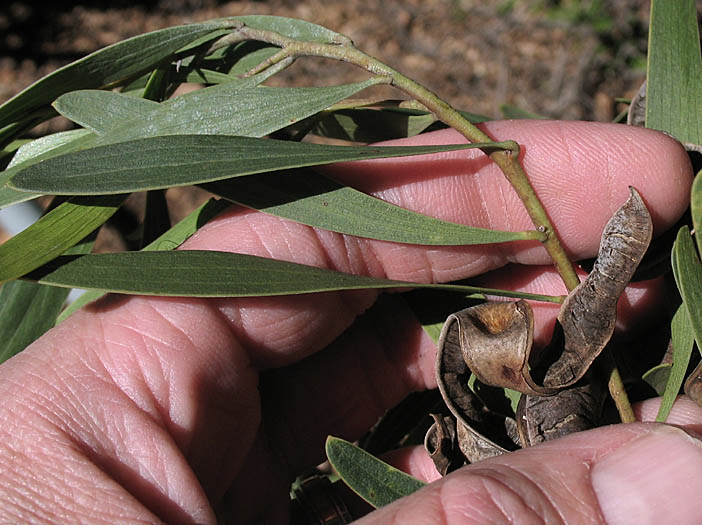 Detailed Picture 3 of Coastal Wattle