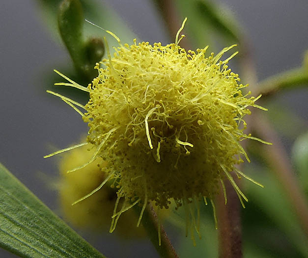 Detailed Picture 1 of Coastal Wattle