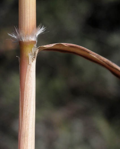 Detailed Picture 8 of Cane Bluestem