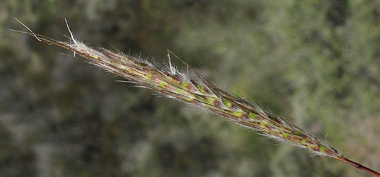 Detailed Picture 1 of Cane Bluestem