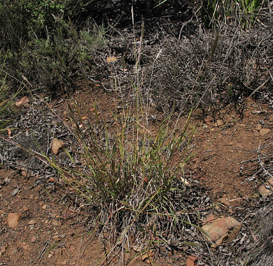 Detailed Picture 7 of Cane Bluestem