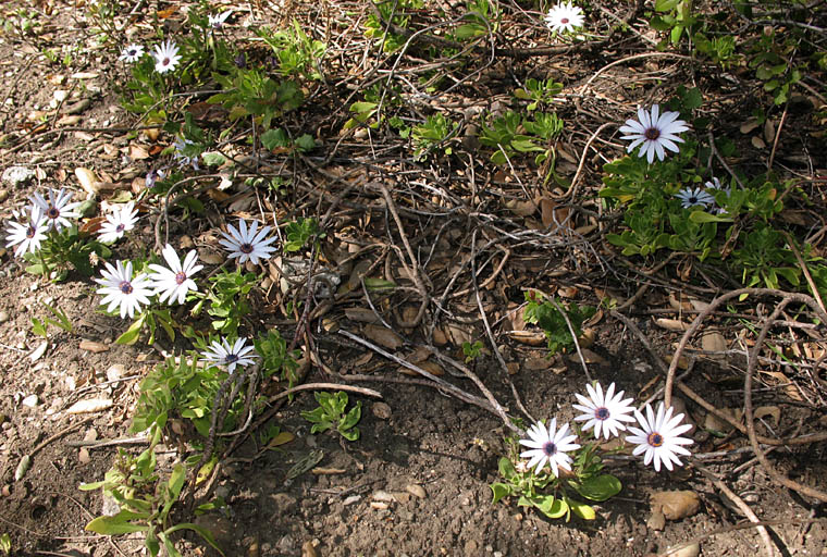 Detailed Picture 5 of Trailing African Daisy