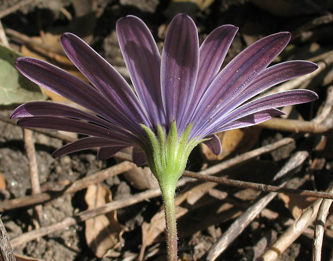 Detailed Picture 3 of Trailing African Daisy