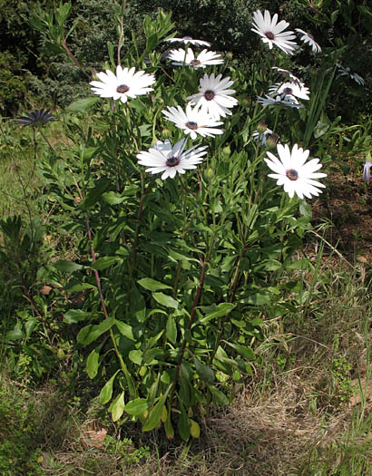 Detailed Picture 7 of Trailing African Daisy