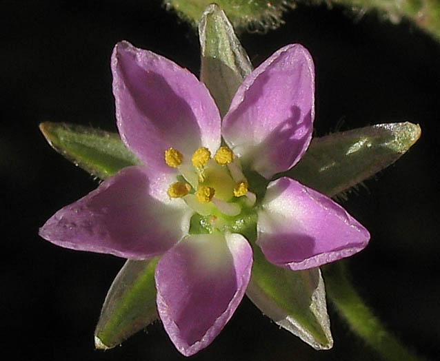 Detailed Picture 1 of Large Flowered Sand Spurry