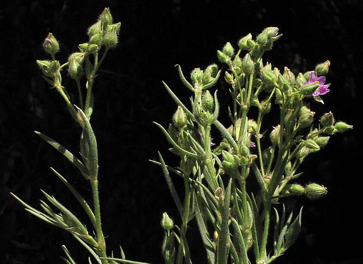 Detailed Picture 3 of Large Flowered Sand Spurry