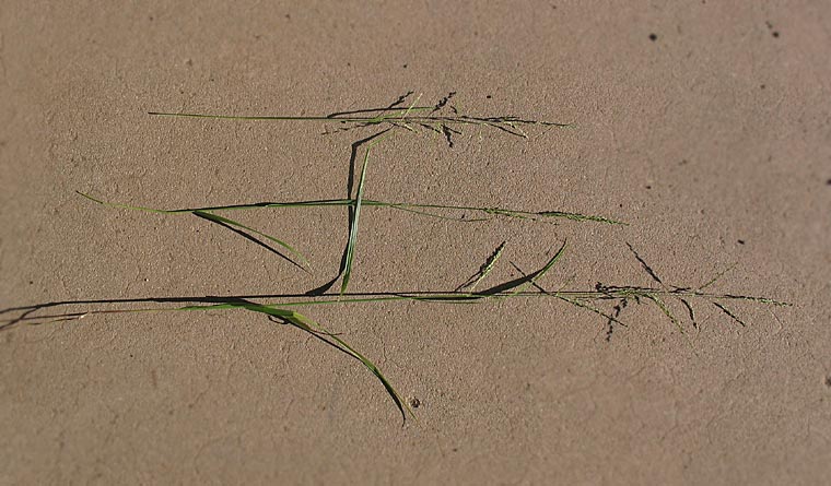 Detailed Picture 8 of Little California Melica