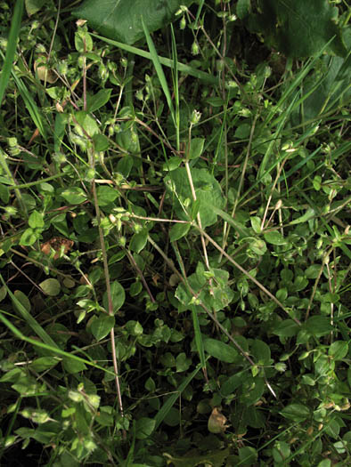 Detailed Picture 4 of Common Chickweed