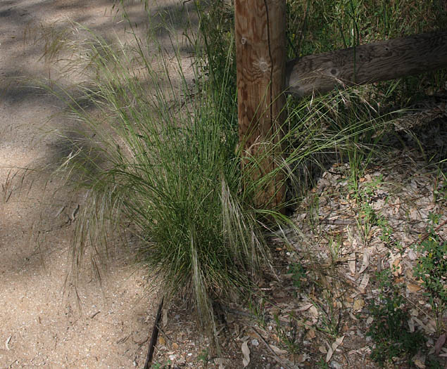 Detailed Picture 5 of Nodding Needlegrass