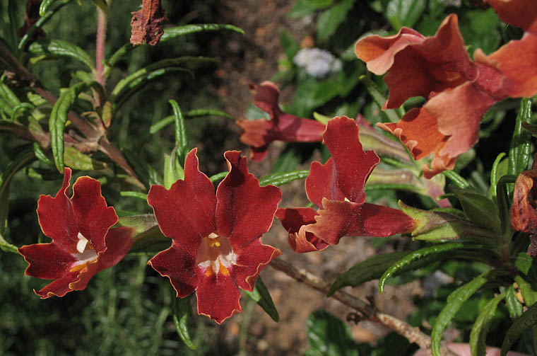 Detailed Picture 5 of Bush Monkey Flower